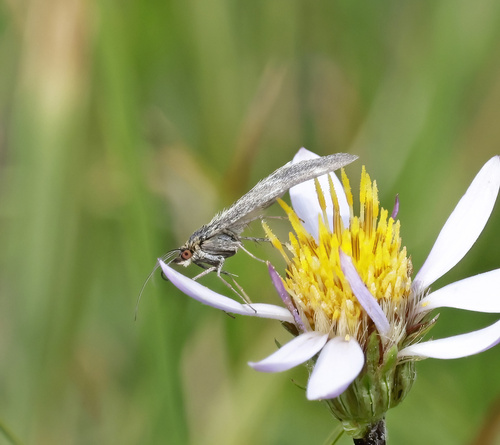 iNaturalist observation photo of One-banded Pyrausta
