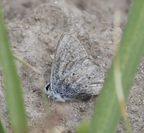 iNaturalist observation photo of Greenish Blue