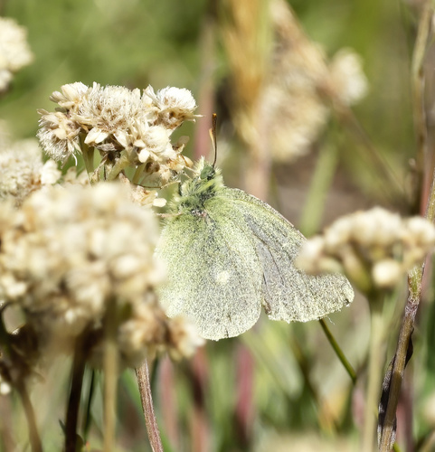 iNaturalist observation photo of Sierra Sulphur