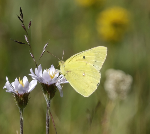 iNaturalist observation photo of Clouded Sulphur