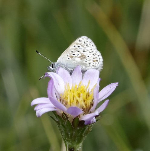 iNaturalist observation photo of Sierra Blue