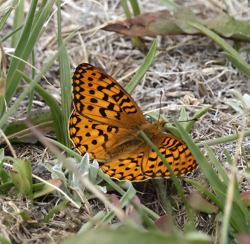 iNaturalist observation photo of Greater Fritillaries