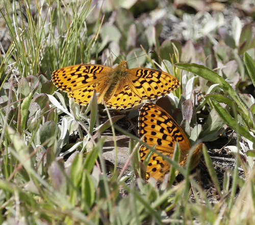 iNaturalist observation photo of Greater Fritillaries