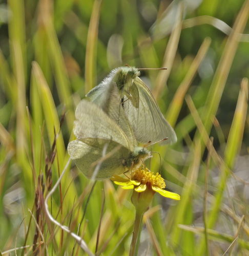 iNaturalist observation photo of Sierra Sulphur