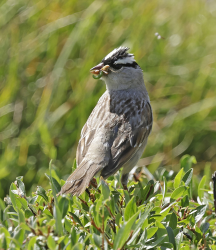 iNaturalist observation photo of White-crowned Sparrow