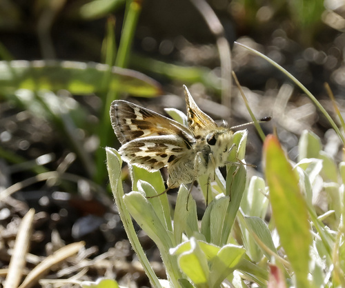 iNaturalist observation photo of Sandhill Skipper