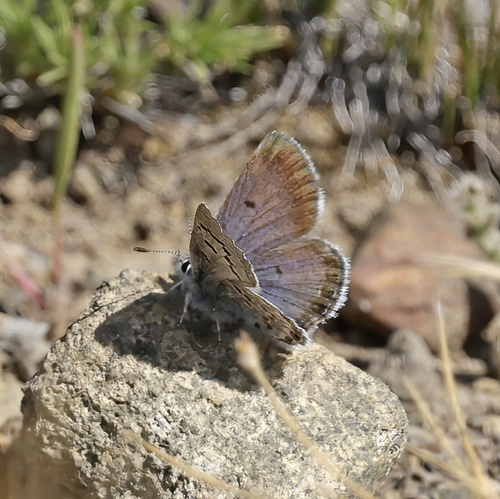 iNaturalist observation photo of Shasta Blue
