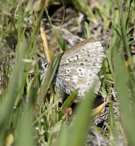 iNaturalist observation photo of Sierra Blue