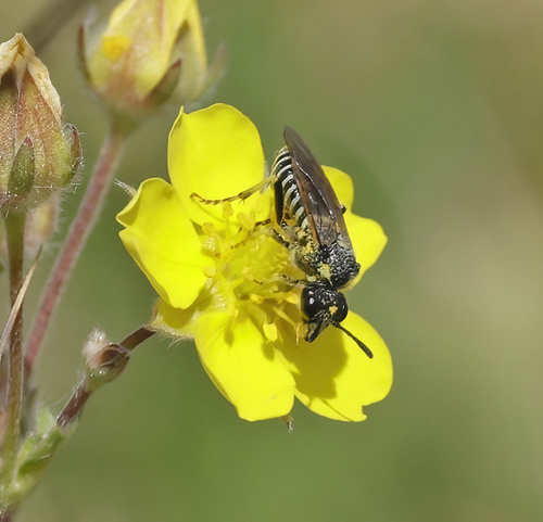 iNaturalist observation photo of Narrow-waisted Wasps, Ants, and Bees