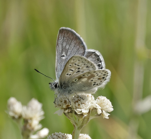 iNaturalist observation photo of Sierra Blue