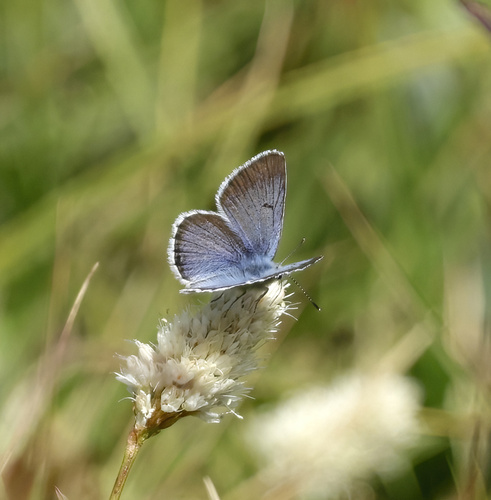 iNaturalist observation photo of Greenish Blue