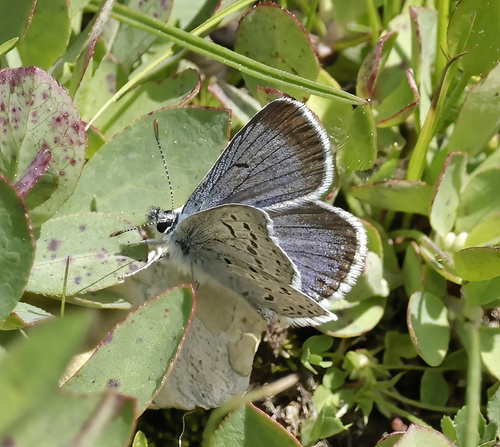 iNaturalist observation photo of Greenish Blue