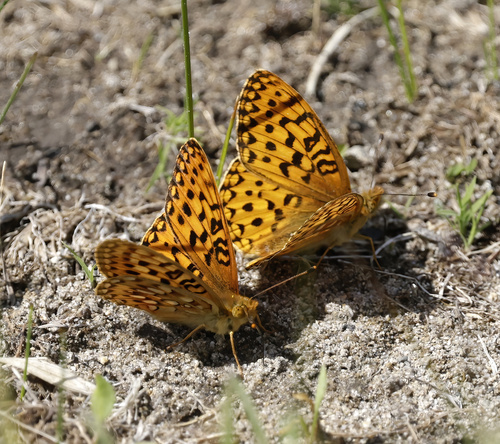 iNaturalist observation photo of Greater Fritillaries