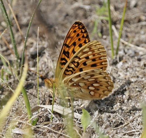 iNaturalist observation photo of Greater Fritillaries