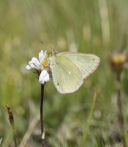 iNaturalist observation photo of Sierra Sulphur