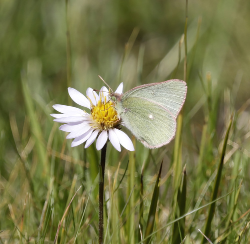 iNaturalist observation photo of Sierra Sulphur