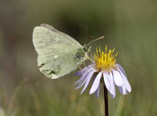 iNaturalist observation photo of Sierra Sulphur