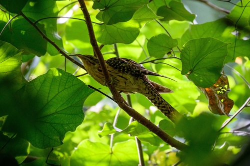 Long-tailed Koel (Urodynamis taitensis), photo 5