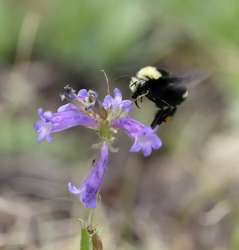 iNaturalist observation photo of Bumble Bees