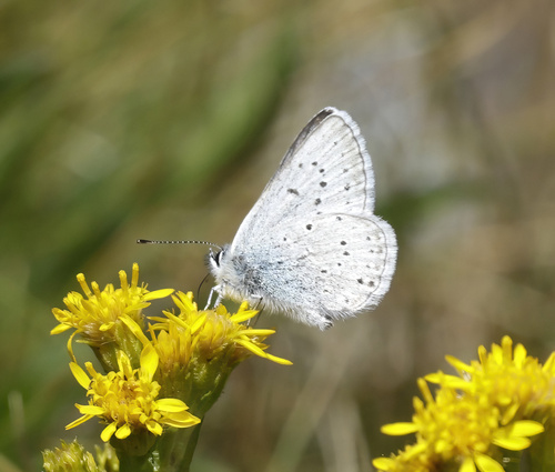 iNaturalist observation photo of Greenish Blue