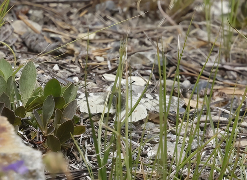 iNaturalist observation photo of Clodius Parnassian
