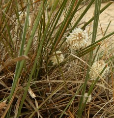 Lomandra leucocephala
