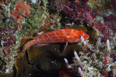 Cephalopholis spiloparaea