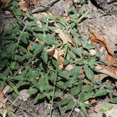 Opercularia hispida