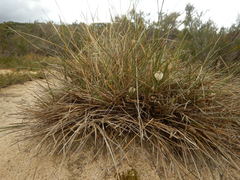 Lomandra leucocephala