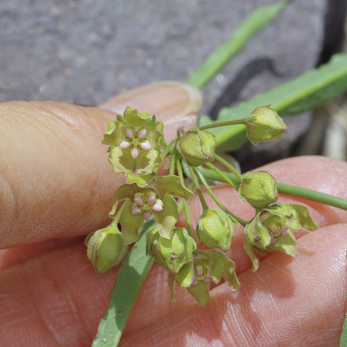 Funastrum crispum, photograph 6