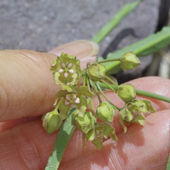 Funastrum crispum, photograph (c) Michelle W. （鍾偉瑋）, some rights reserved (CC BY)