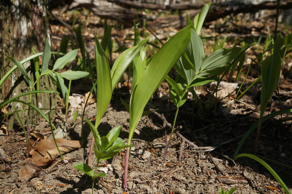 European lily of the valley (Convallaria majalis) · iNaturalist