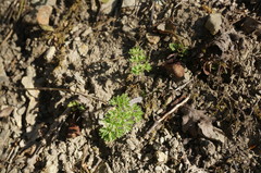 Silphiodaucus hispidus