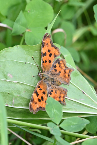 European Comma