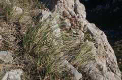 Stipa lithophila