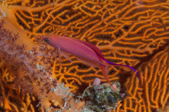 Pyronotanthias smithvanizi