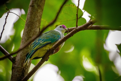 Lilac-crowned Fruit Dove (Ptilinopus rarotongensis)