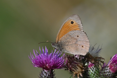 Meadow Brown