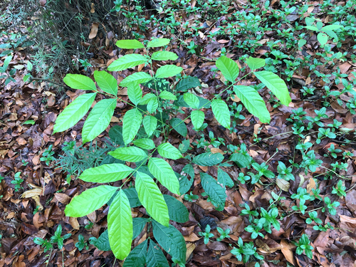 Swietenia macrophylla