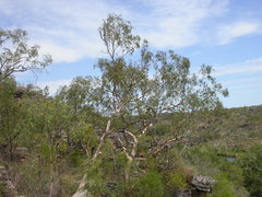 Eucalyptus glomericassis