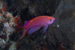 Pyronotanthias smithvanizi