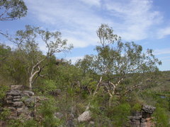 Eucalyptus glomericassis