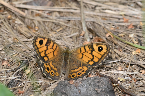 Wall Brown