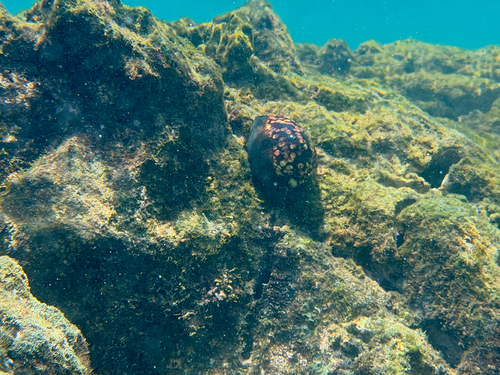 Mauritia mauritiana observed 2026-07-09