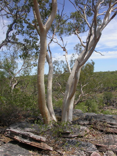 Scarp White Gum (Eucalyptus glomericassis)