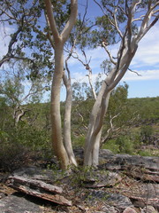 Eucalyptus glomericassis