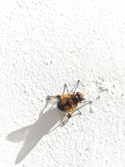 Volucella inflata
