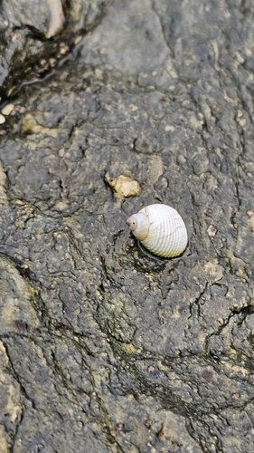 Echinolittorina modesta (Echinolittorina modesta)