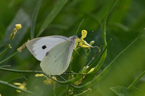 Large White