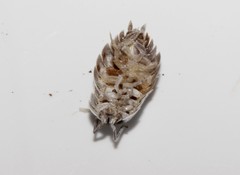 Porcellio obsoletus